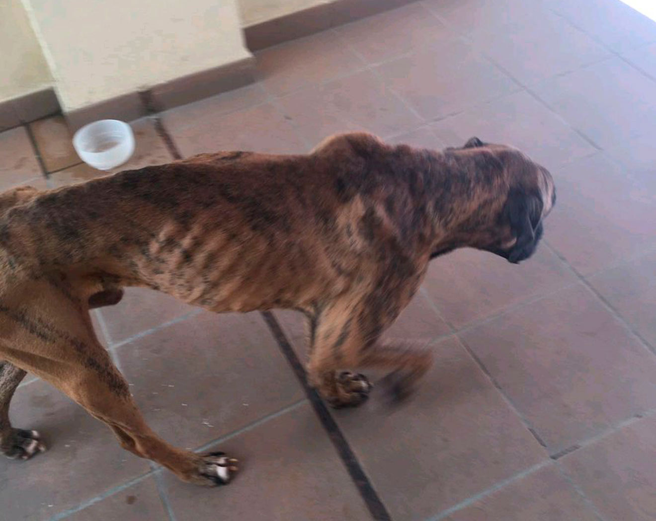 Estado del perro cuando se lo encontró la Policía /@PoliciaLocalcc