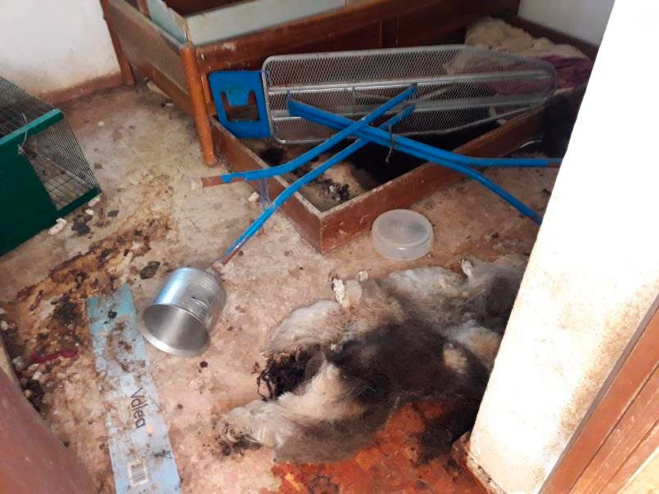 Alguno de los cadáveres de los perros en el interior del chalet /Cedida