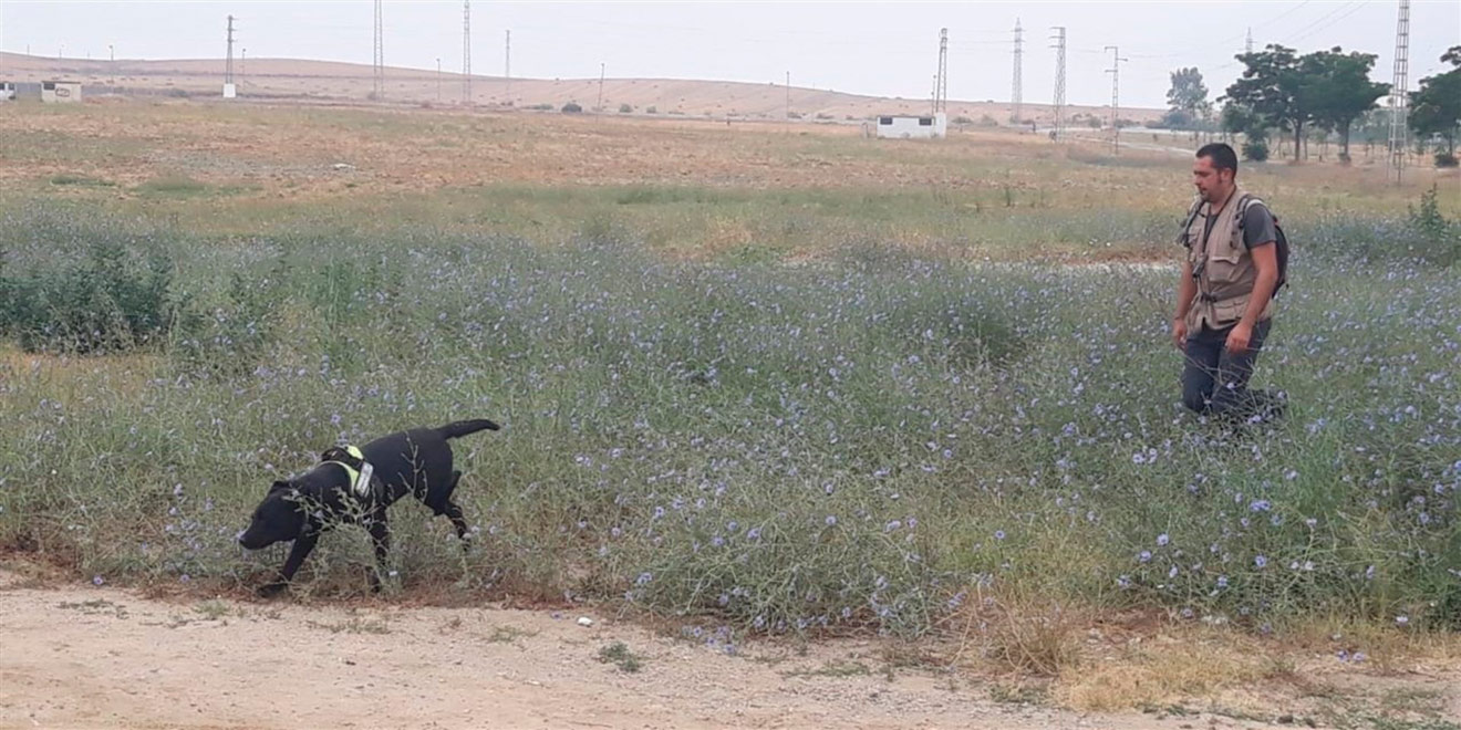 Investigación envenenamiento perros /Ayto. Utrera