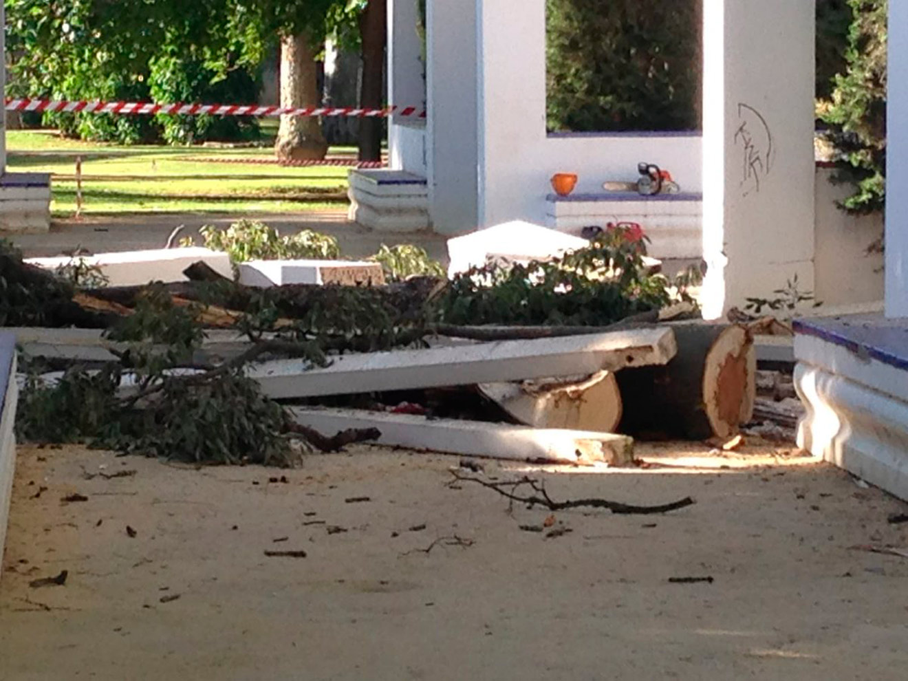 Rama caída /@JoseE98548173