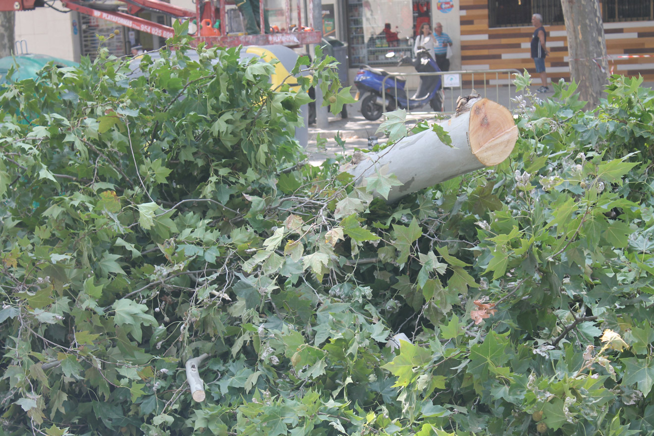 Árboles talados en Avenida de Cádiz /Participa Sevilla