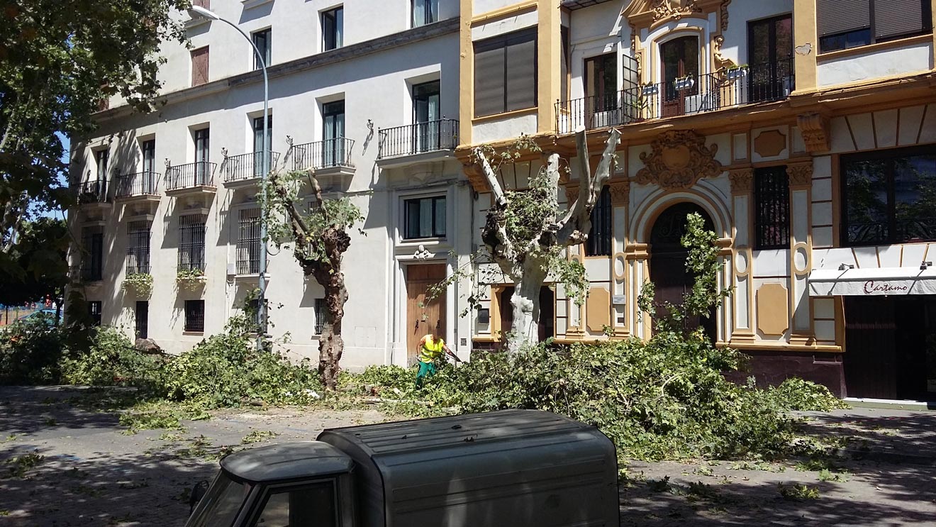 Tala de árboles en la Avenida de Cádiz /IU