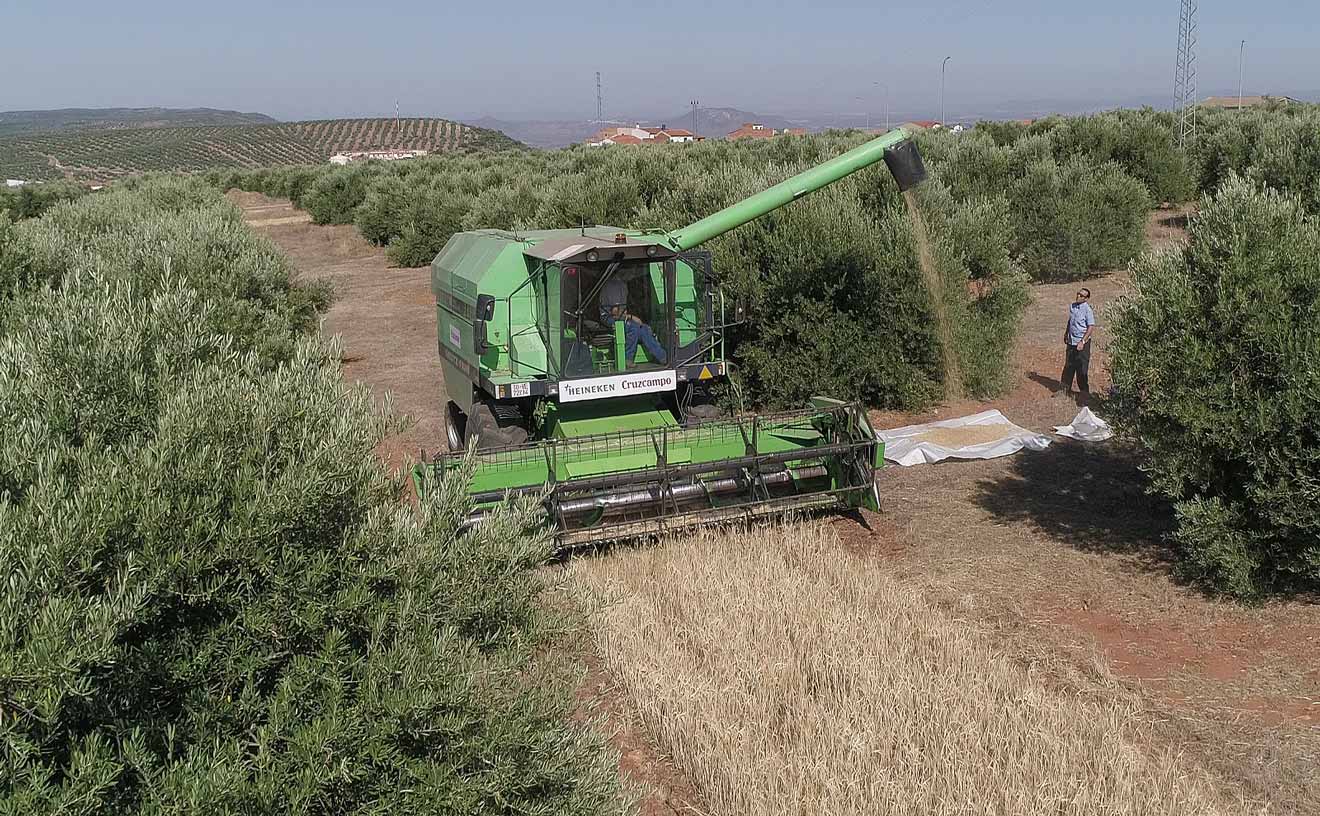 Proyecto Olivo /Heineken