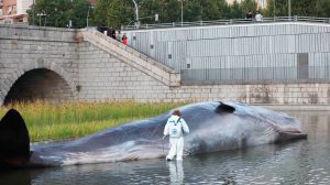 Escultura hiperrealista del cachalote /Ayto. Madrid