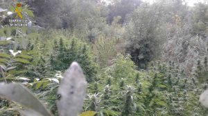 Cultivos de cannabis en el Guadiamar /Guardia Civil