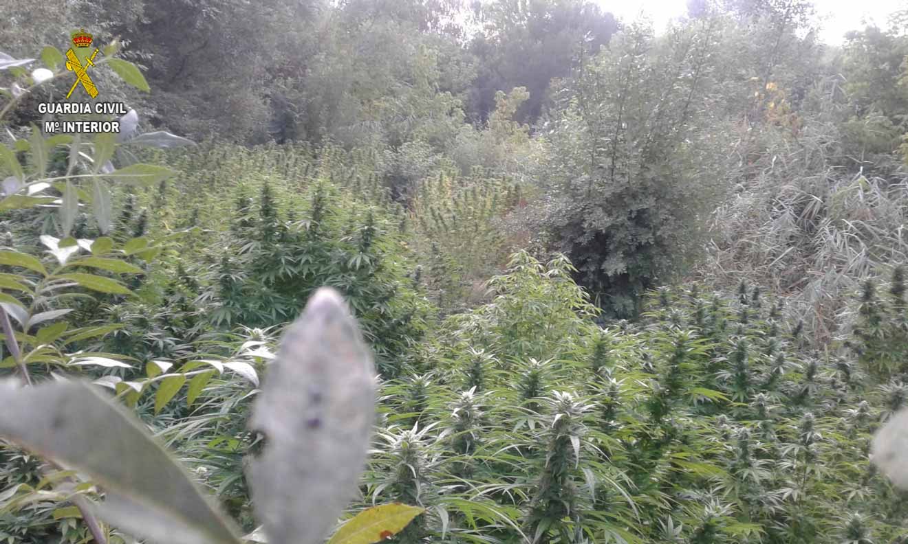 Cultivos de cannabis en el Guadiamar /Guardia Civil