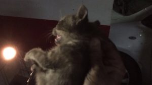 Gato rescatado /Bomberos