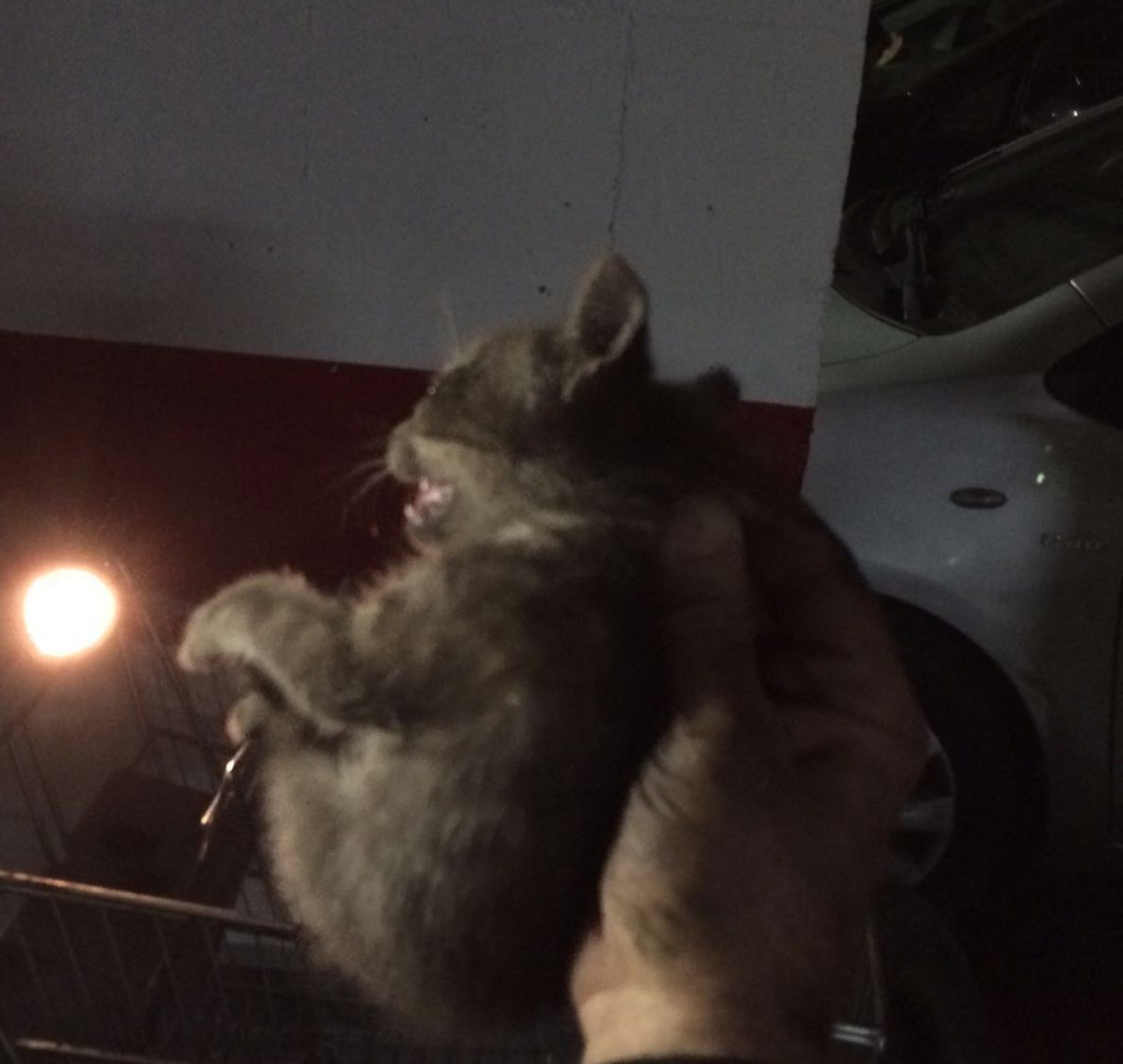 Gato rescatado /Bomberos