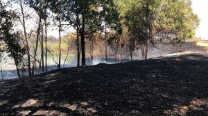 Incendio en el Parque del Tamarguillo/@EmergenciasSev