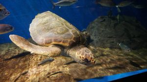 La tortuga /Acuario de Sevilla