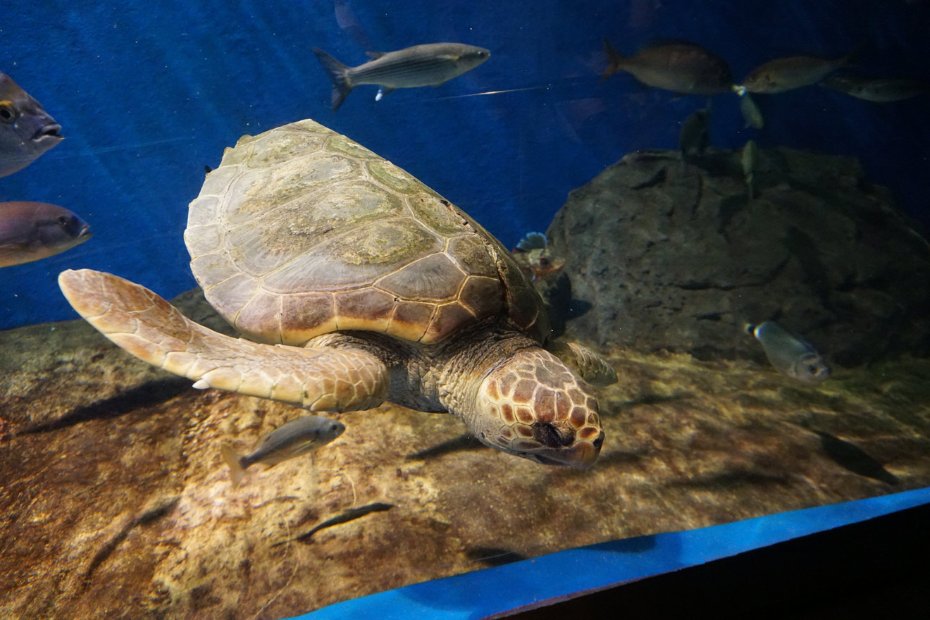 La tortuga /Acuario de Sevilla
