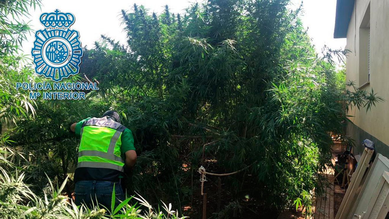 Plantación de Marihuana encontrada en Dos Hermanas /Policía Nacional