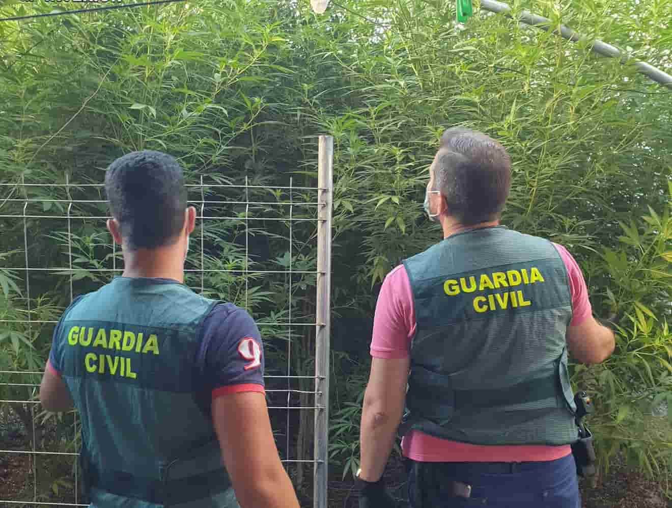 Plantación de marihuana / Imagen de archivo GC