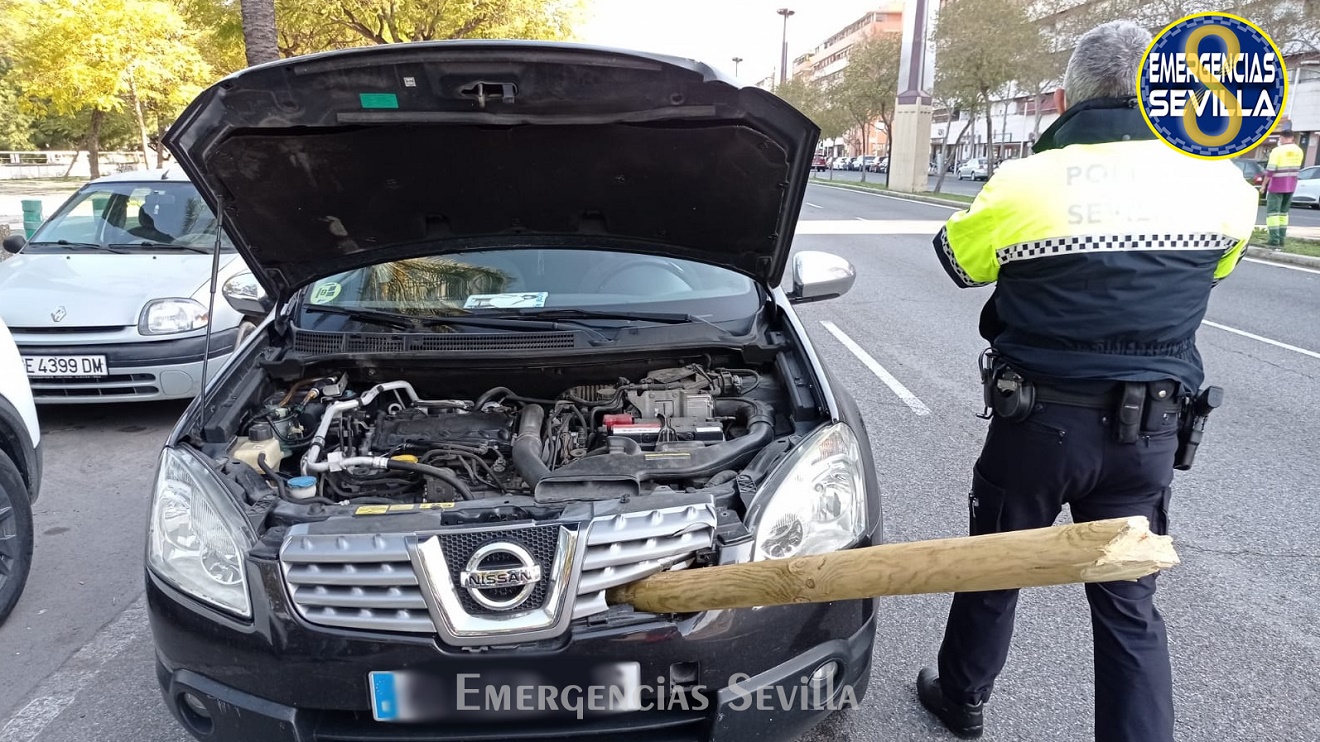 árboles calle Torneo