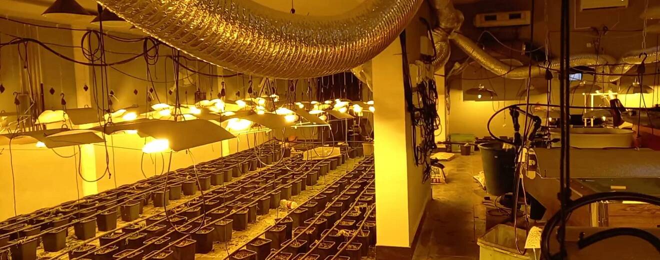 plantas marihuana marchena