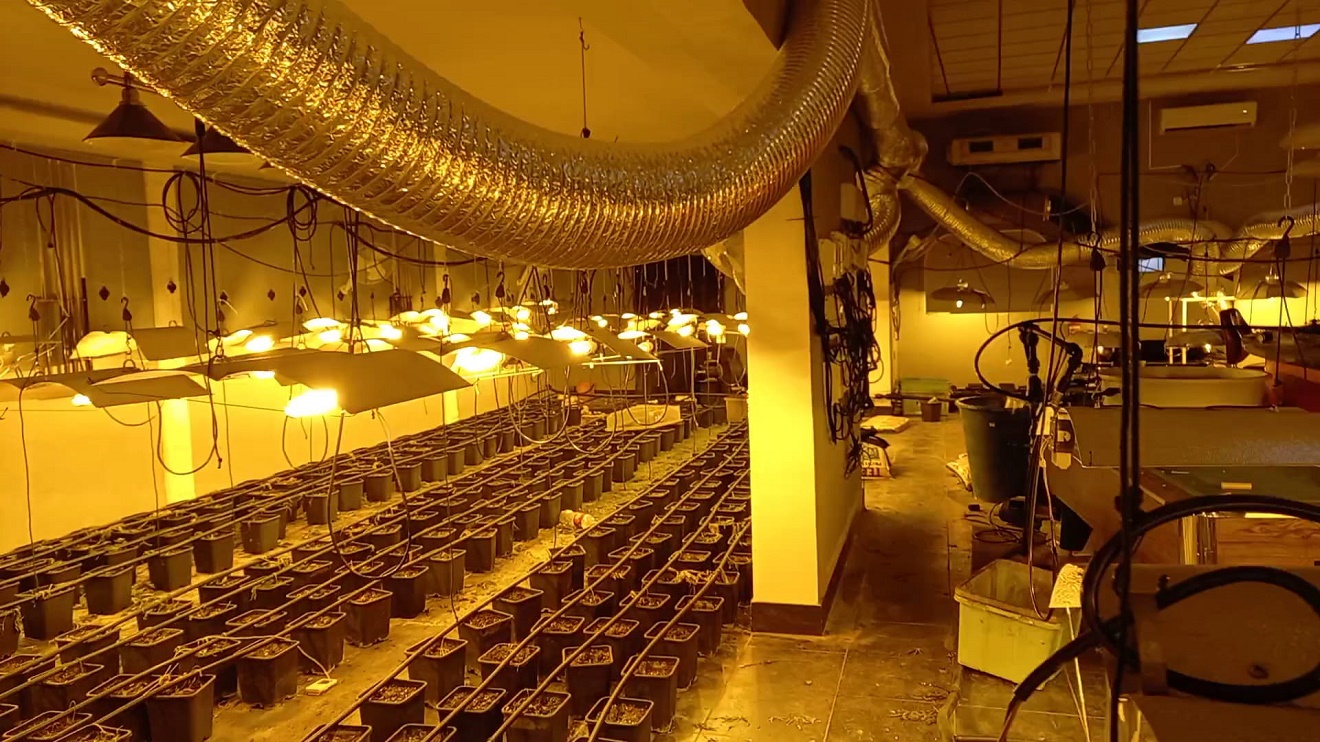 plantas marihuana marchena