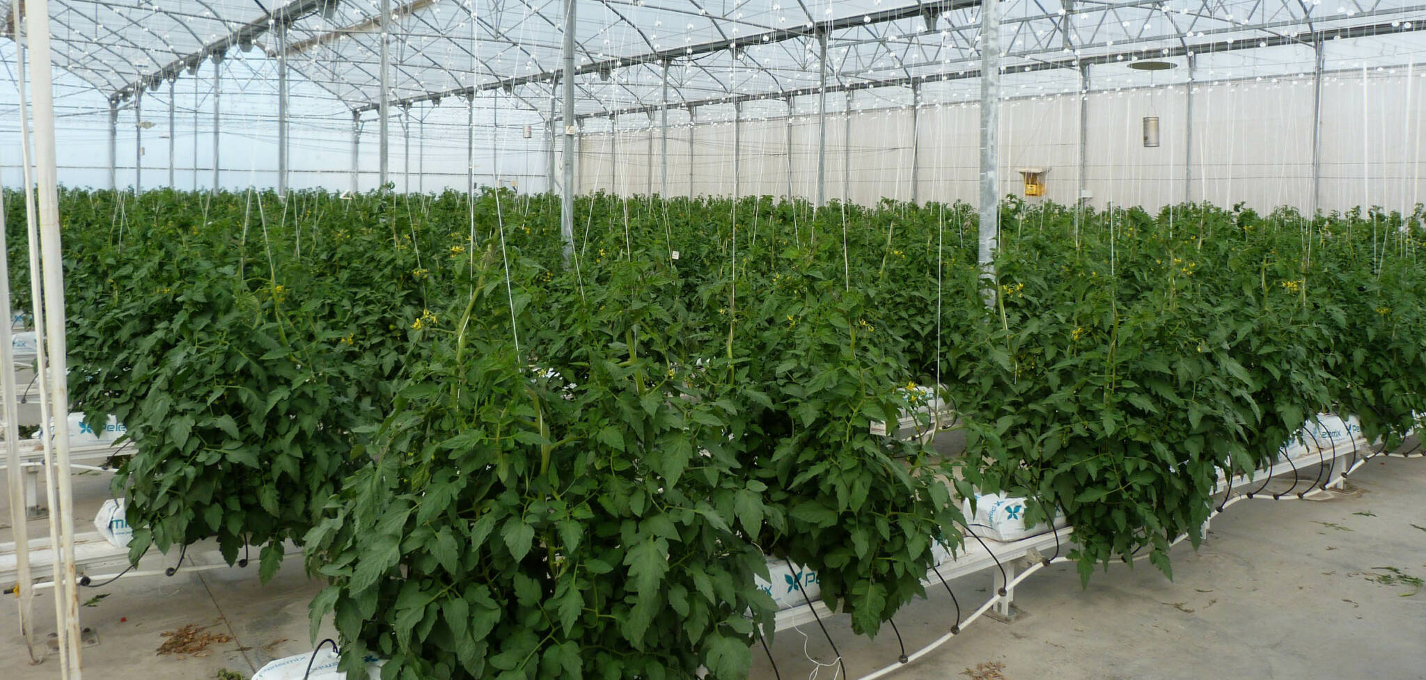 Imagen de un invernadero almeriense