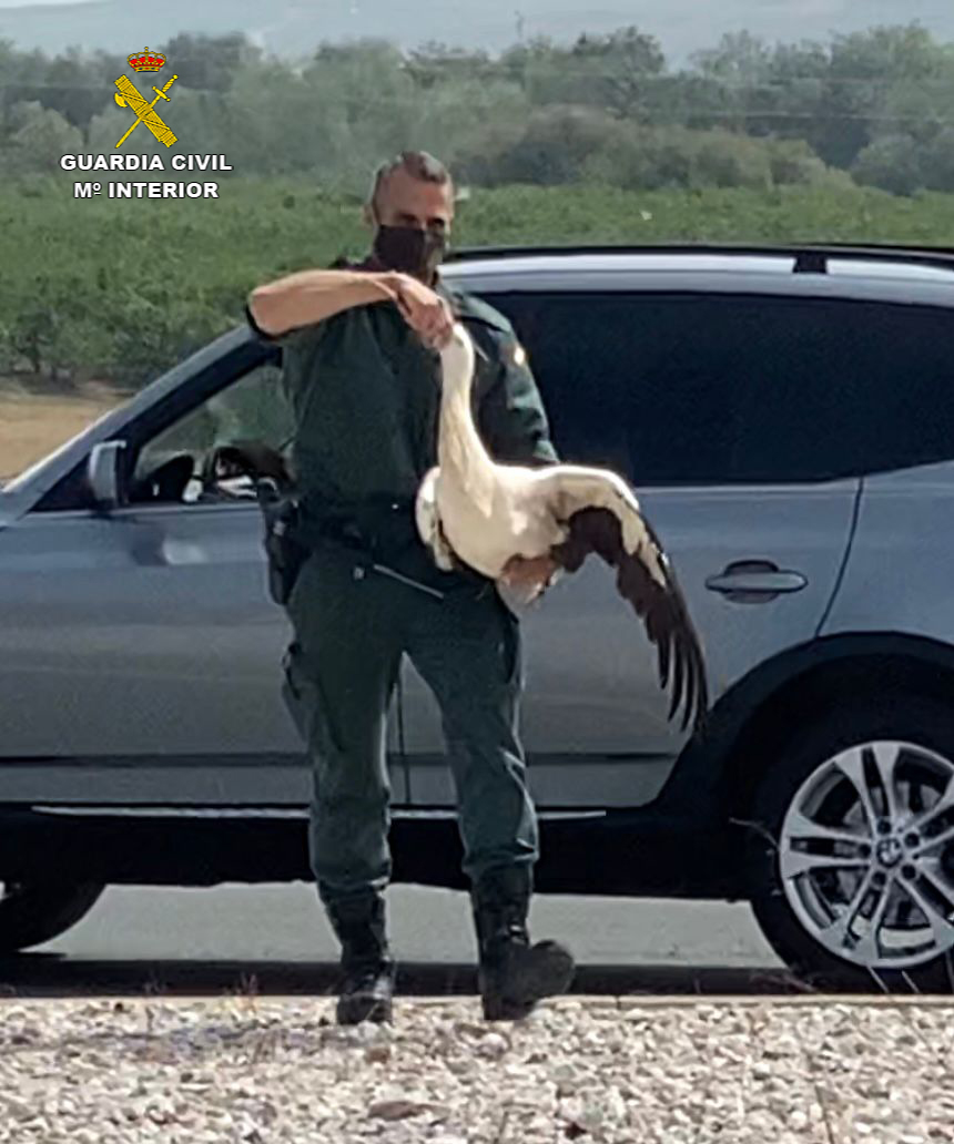 La Guardia Civil captura una cigüeña herida