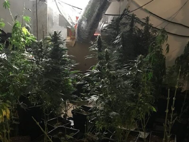 marihuana los molares