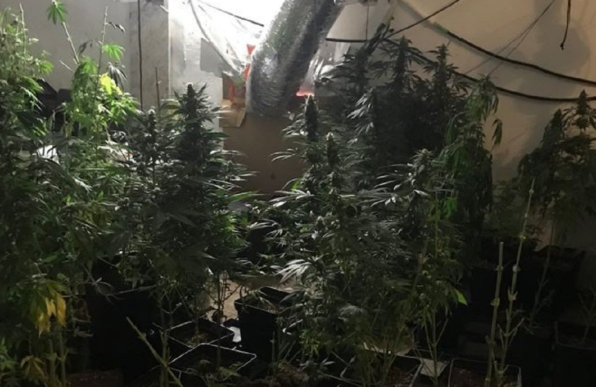 marihuana los molares