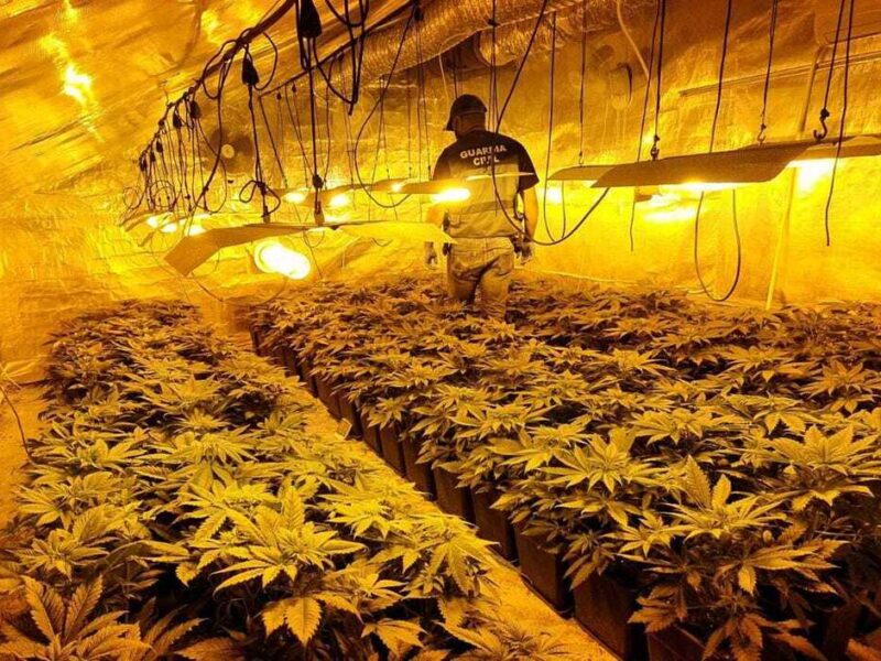 Marihuana en la vivienda ocupada en Los Palacios / SA