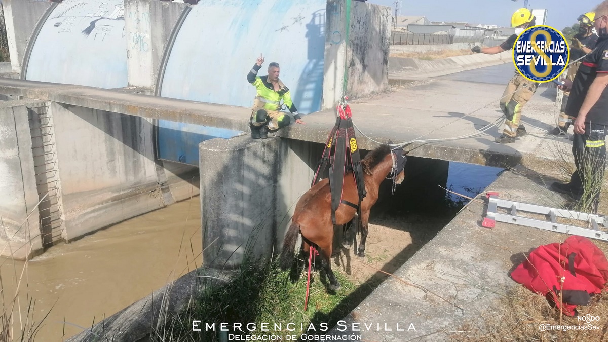 caballo canal torreblanca