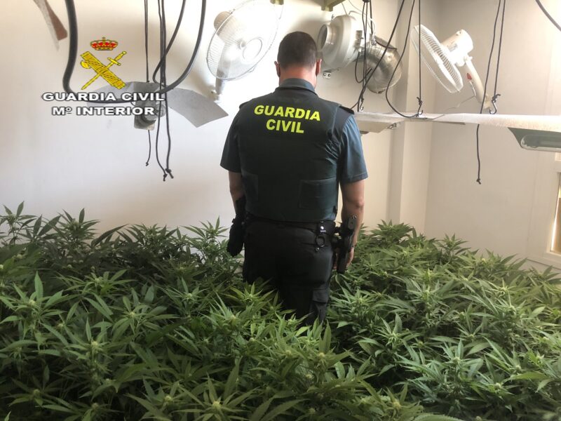 Plantación desmantelada por la Guardia Civil / GC