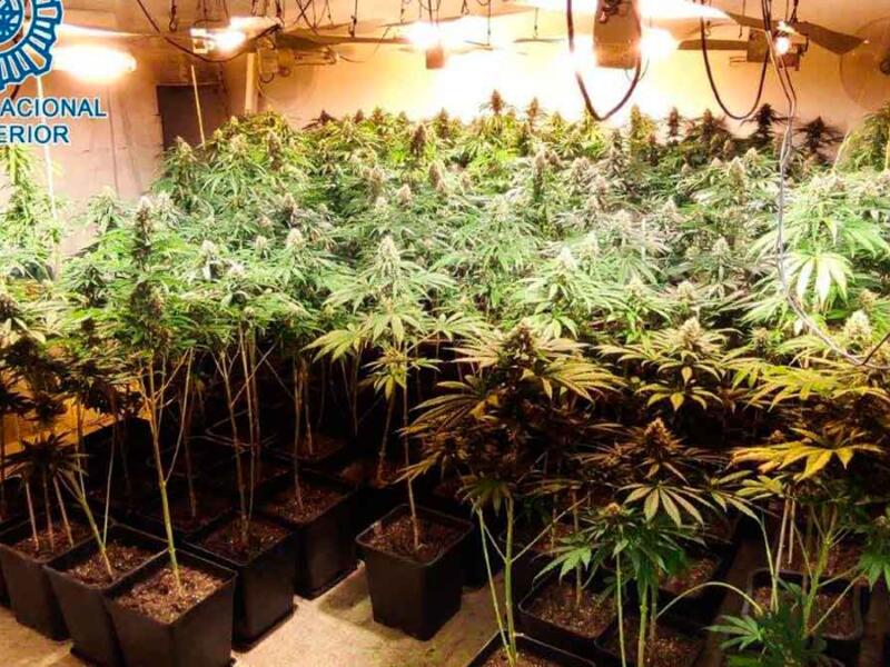 Plantas incautadas / Policía Nacional