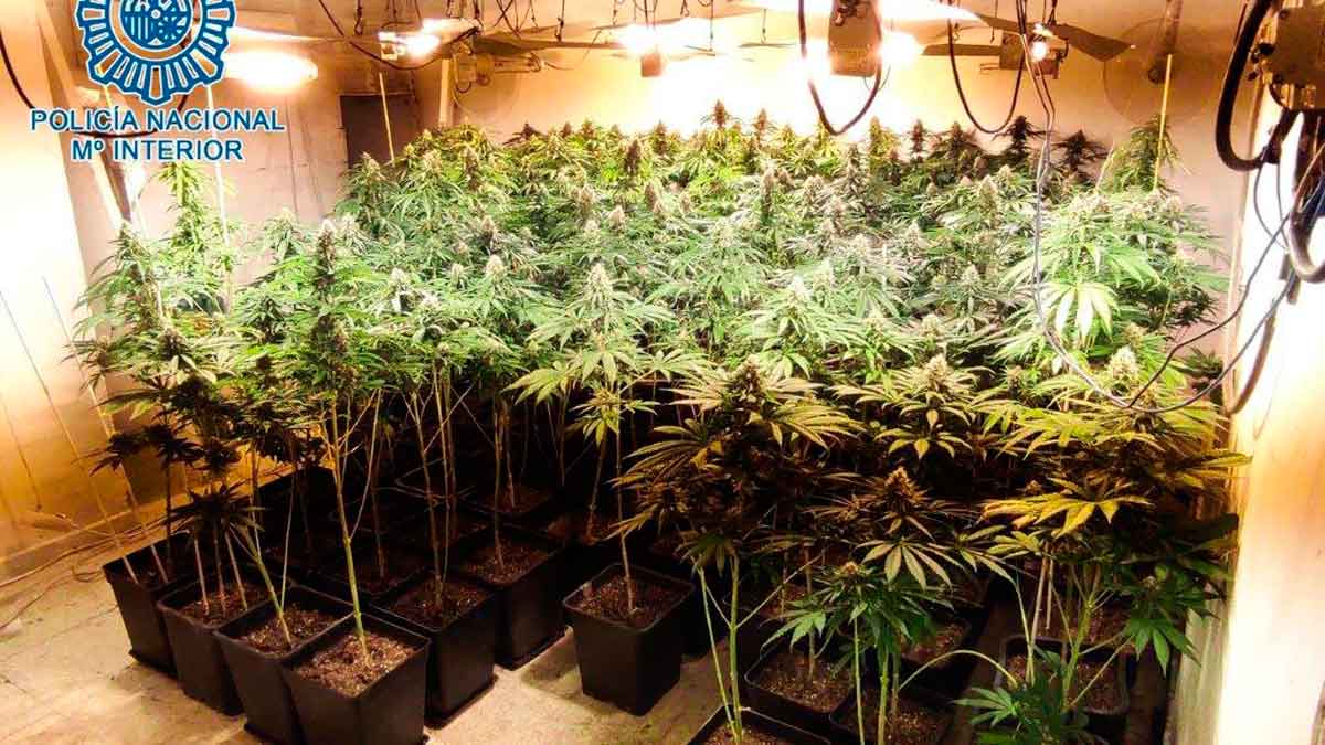 Plantas incautadas / Policía Nacional