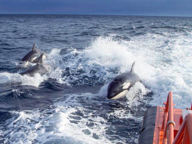 Orcas / Salvamento Marítimo