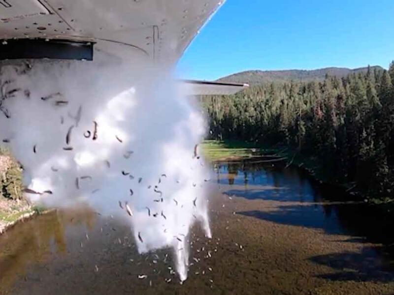 División para los Recursos de la Vida Salvaje de Utah