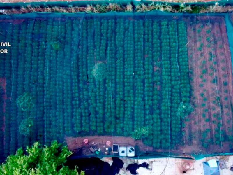Plantación de marihuana intervenida en Carmona