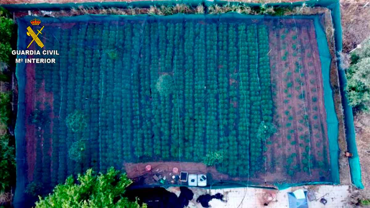 Plantación de marihuana intervenida en Carmona