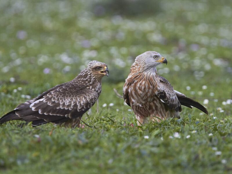 Milano real / Junta de Andalucía
