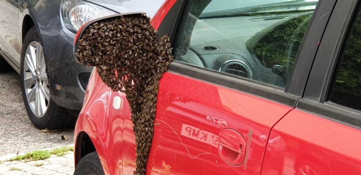 Abejas en un coche en Sevilla / Ayto.