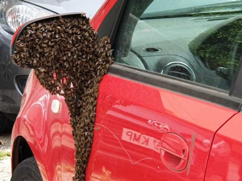 Abejas en un coche en Sevilla / Ayto.