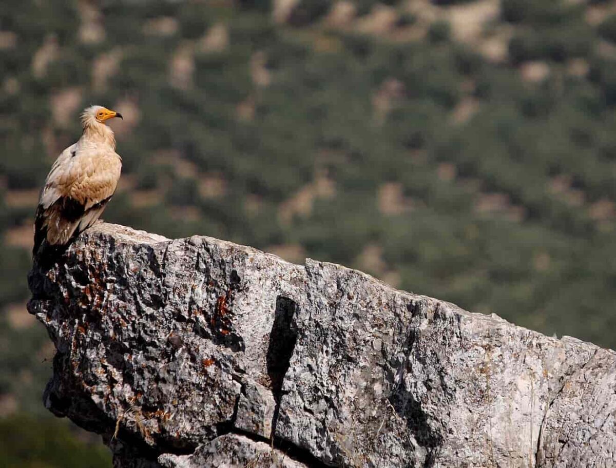 Alimoche / Junta de And.