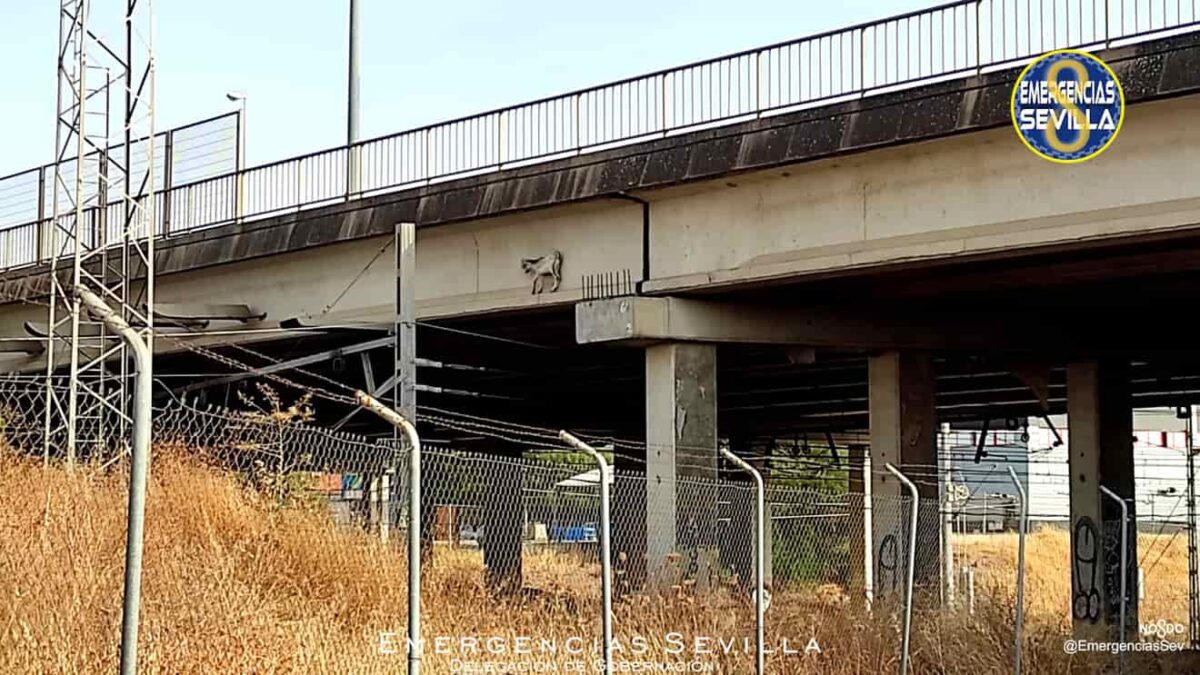 La cabra se había subido a una viga sobre las catenarias / ES