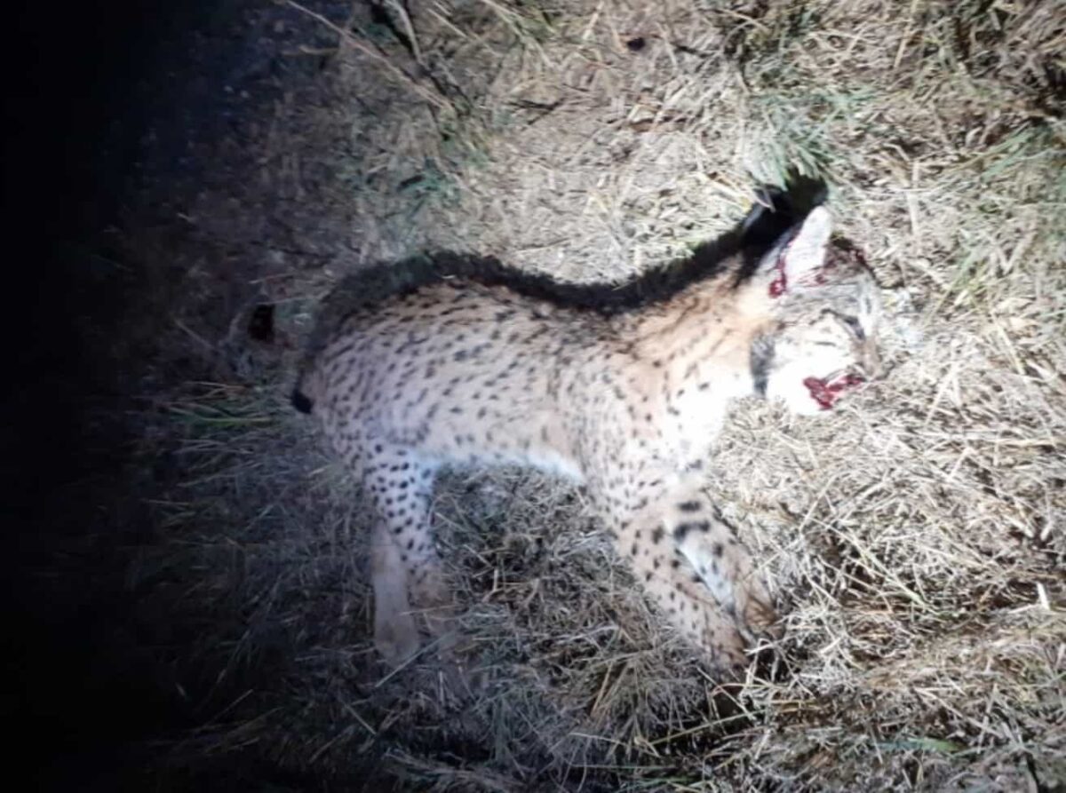 Cachorro de lince ibérico atropellado / Ecologistas en Acción