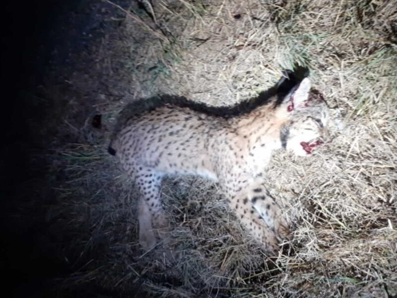 Cachorro de lince ibérico atropellado / Ecologistas en Acción