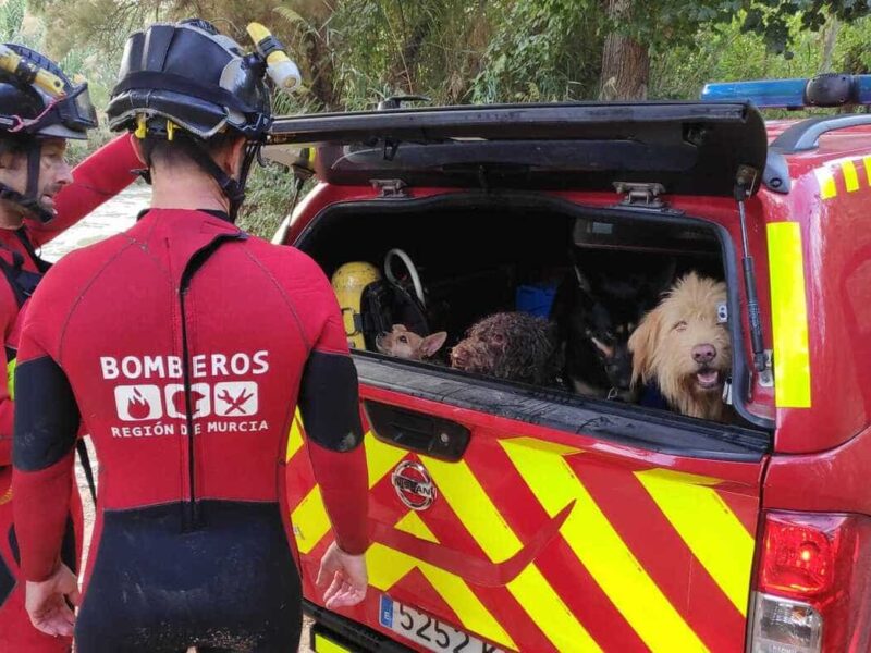 Los bomberos lograron rescatar al perro y a su dueña / Bomberos