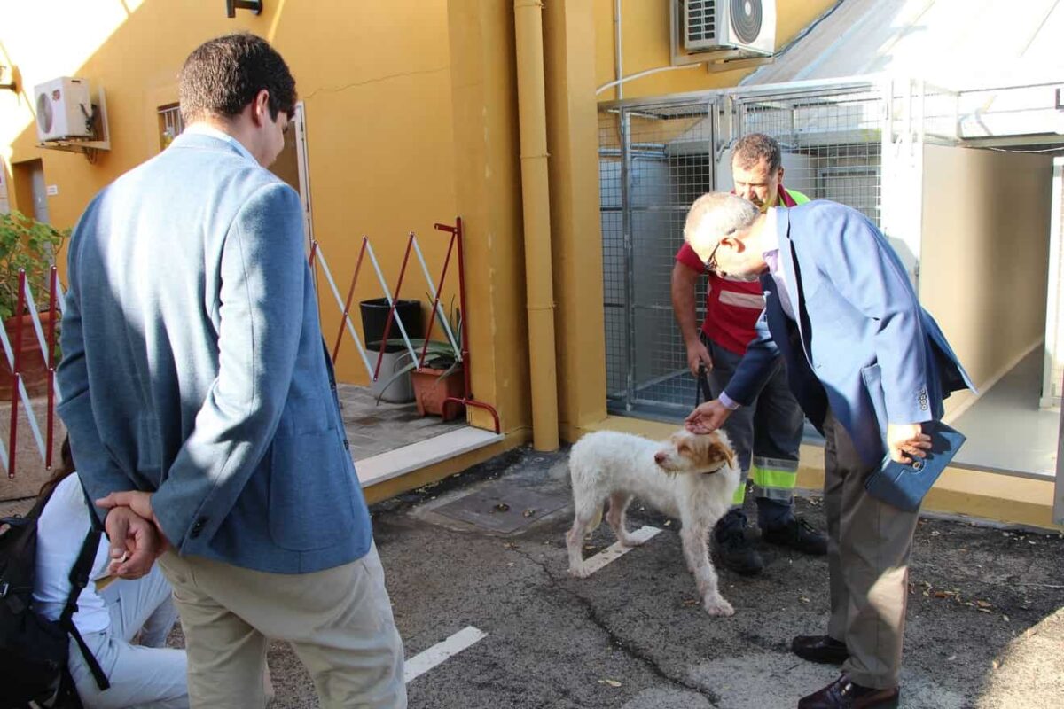 Perros rescatado Centro de Protección y Control Animal / Ayto.