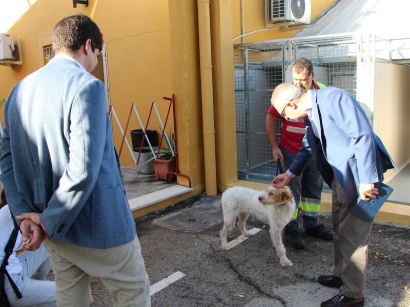 Perros rescatado Centro de Protección y Control Animal / Ayto.
