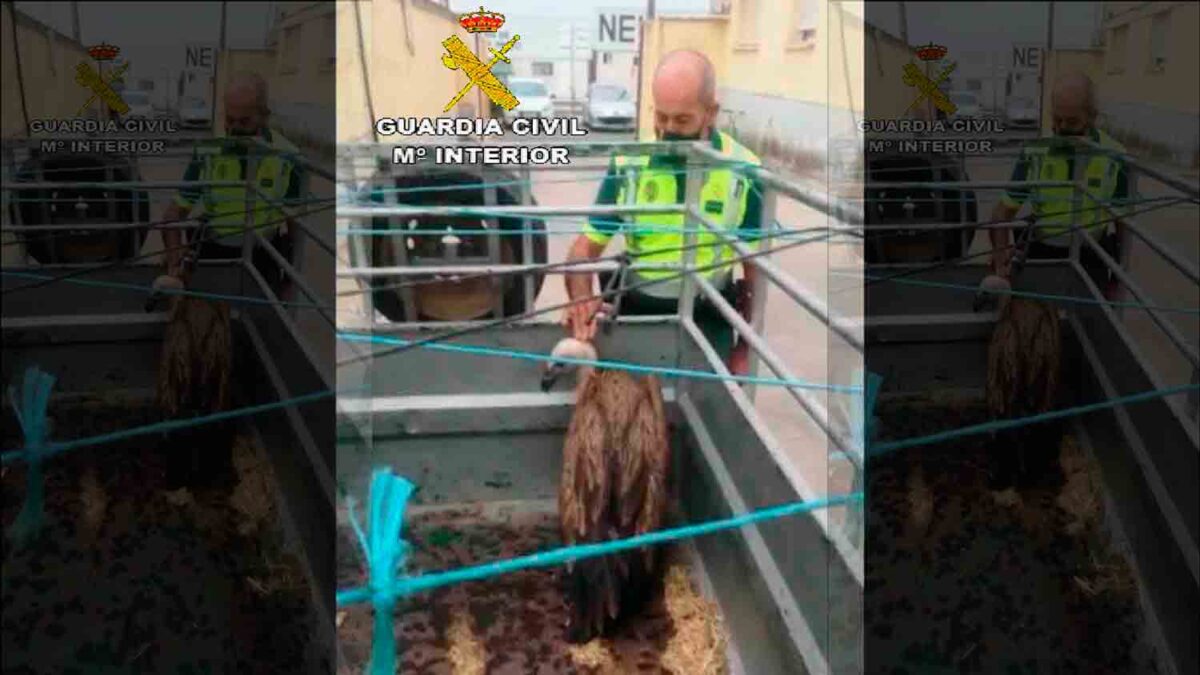 Buitre hallado en la carretera entre Carmona y Lora del Río/Guardia Civil
