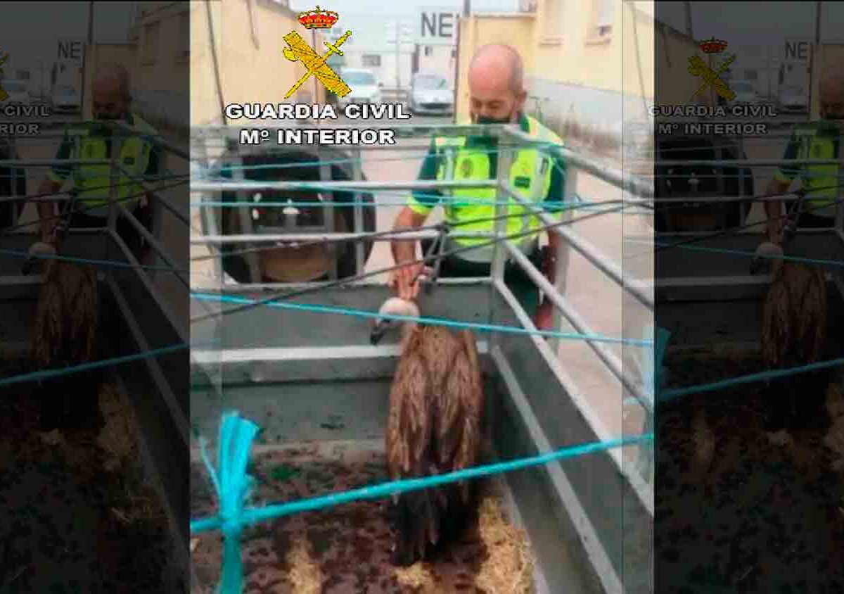 Buitre hallado en la carretera entre Carmona y Lora del Río/Guardia Civil