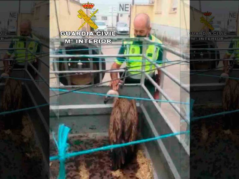 Buitre hallado en la carretera entre Carmona y Lora del Río/Guardia Civil