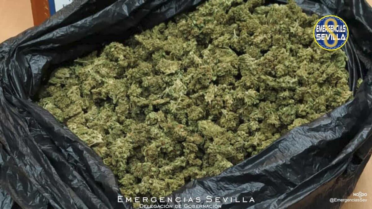 Marihuana requisada / ES