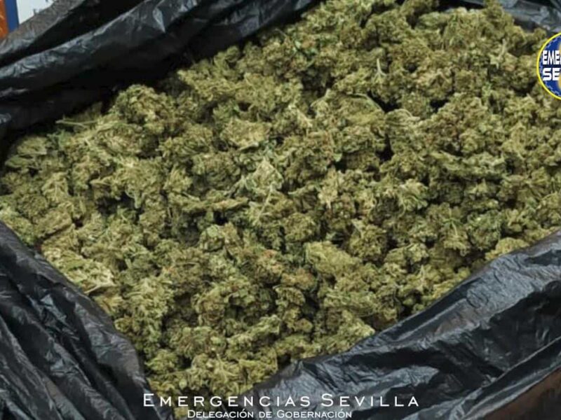 Marihuana requisada / ES