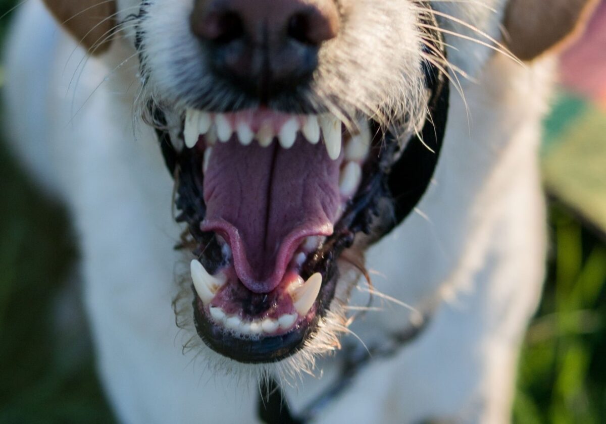 Perro agresivo / Imagen de archivo SA
