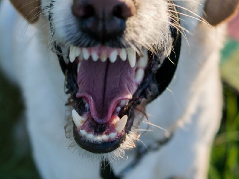 Perro agresivo / Imagen de archivo SA